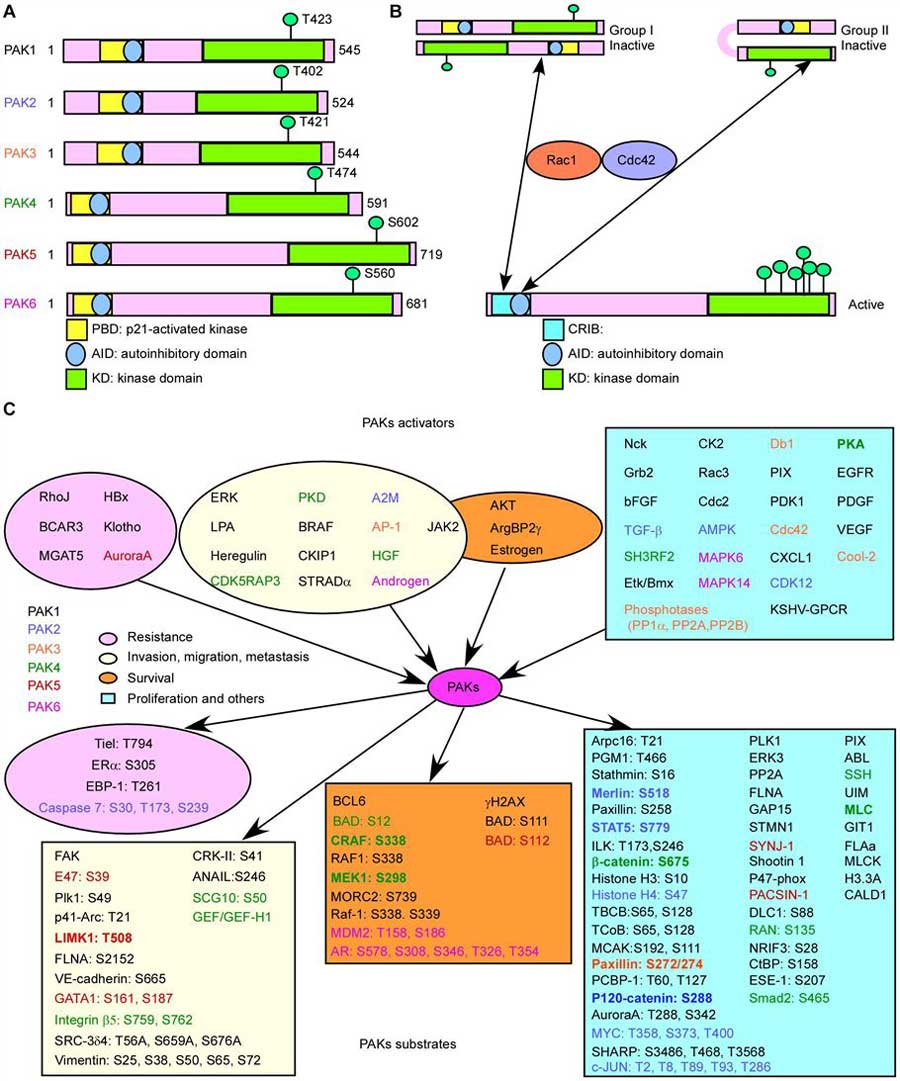 Basic characteristic of p21-activated kinases (PAKs)